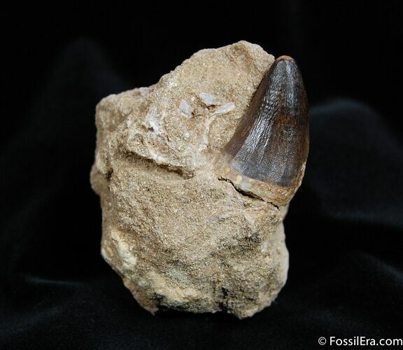 A fossil Mosasaur tooth from Morocco.